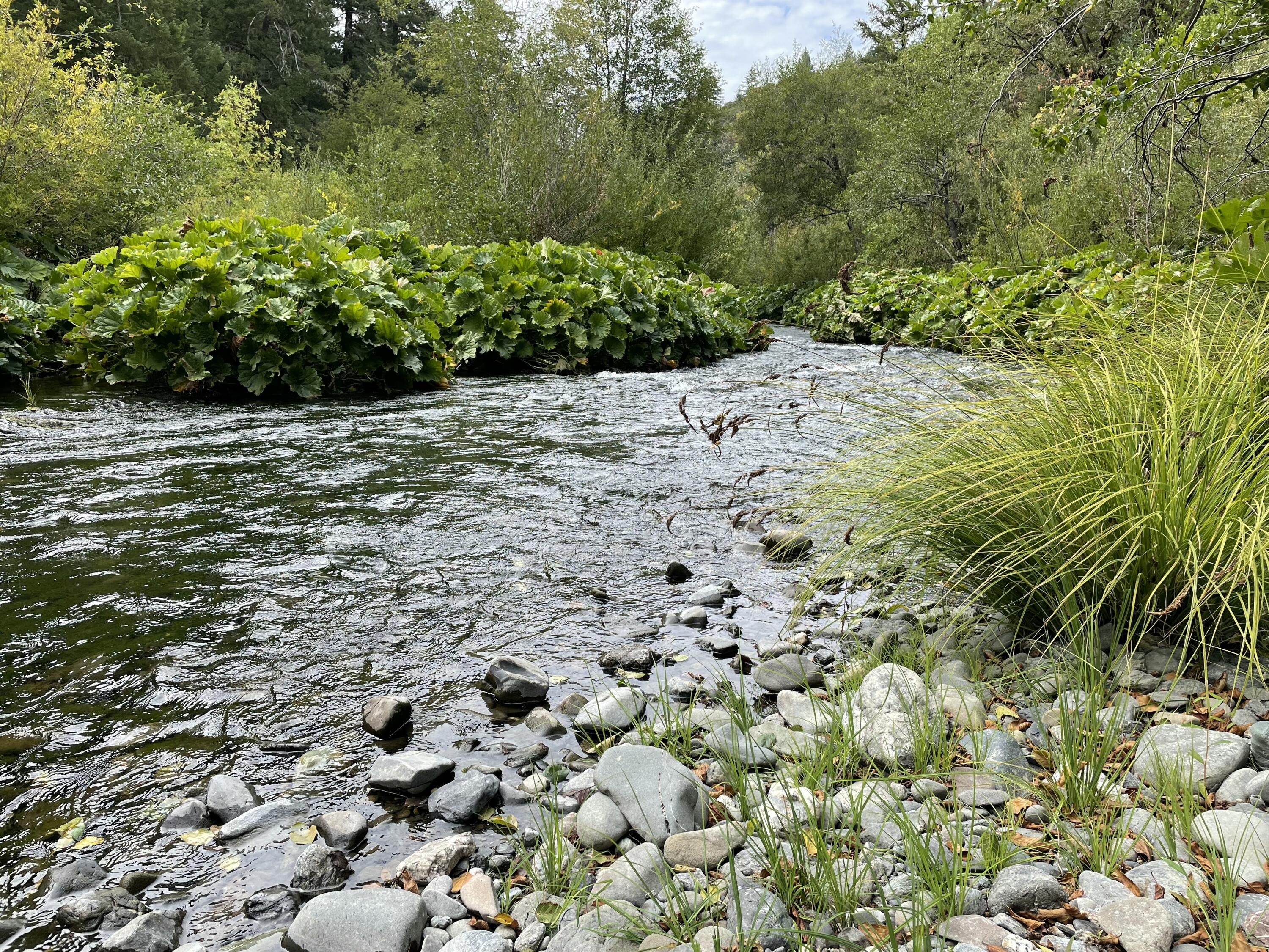 40-acres 40-acres Ridge Road Mad River, CA 95526 - Photo 27 of 28