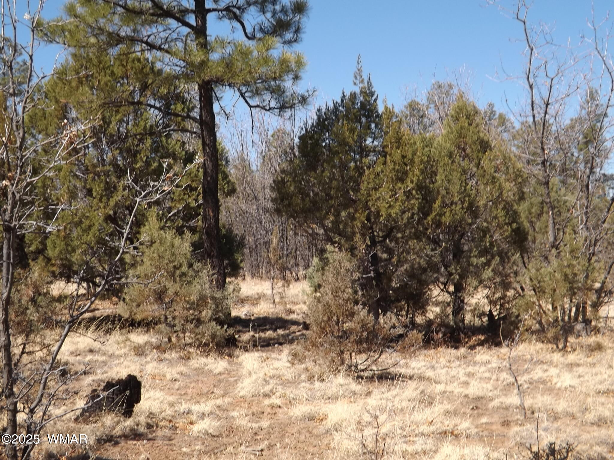 4 Y Parcel 1 Section 31 Overgaard, AZ 85933 - Photo 3 of 3