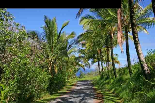 111 Door Of Faith Road Haiku, HI 96708 - Photo 21 of 23 a view of a palm plant