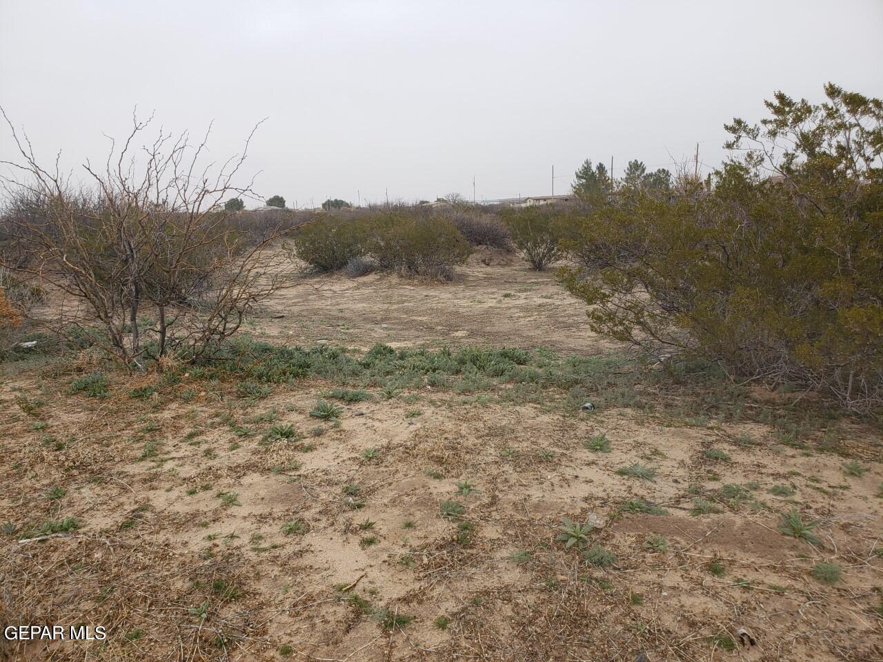 a view of a dry yard with trees