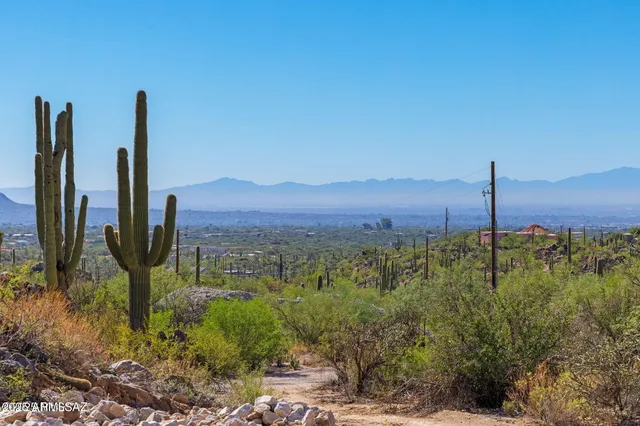 a view of a city with tall trees