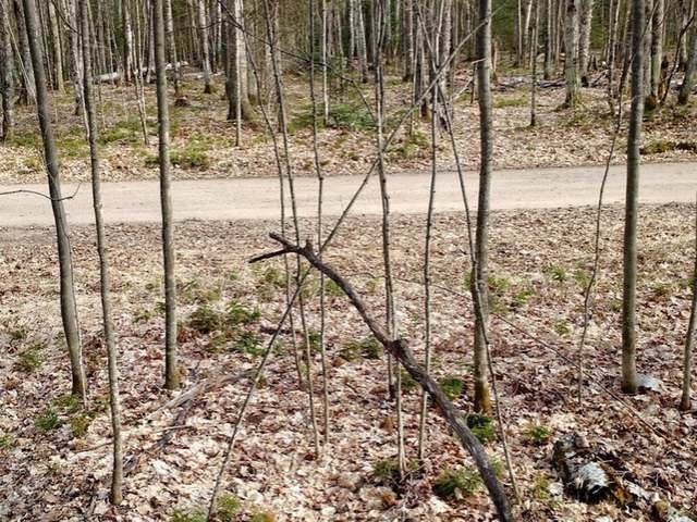 On Harmony Lake Road Eagle River, WI 54521 - Photo 15 of 21 Gallery Image 15