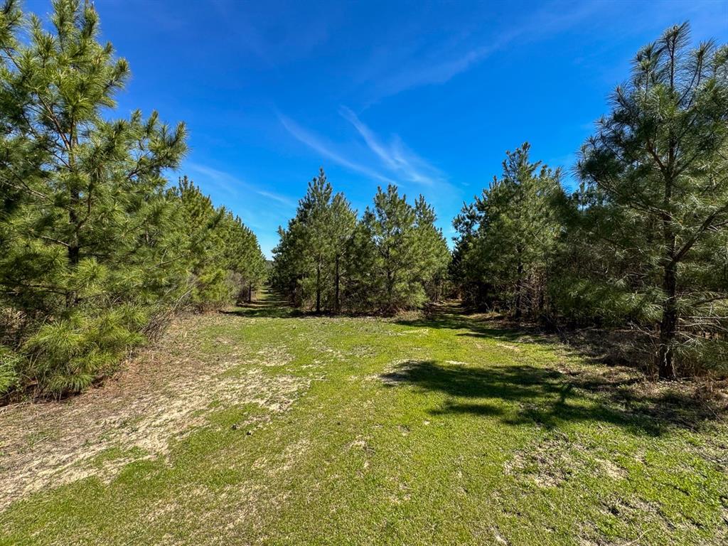 14 United Gas Road 1 Rodessa, LA 71069 - Photo 13 of 19 a view of a yard with a tree