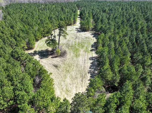 a view of a yard with plants