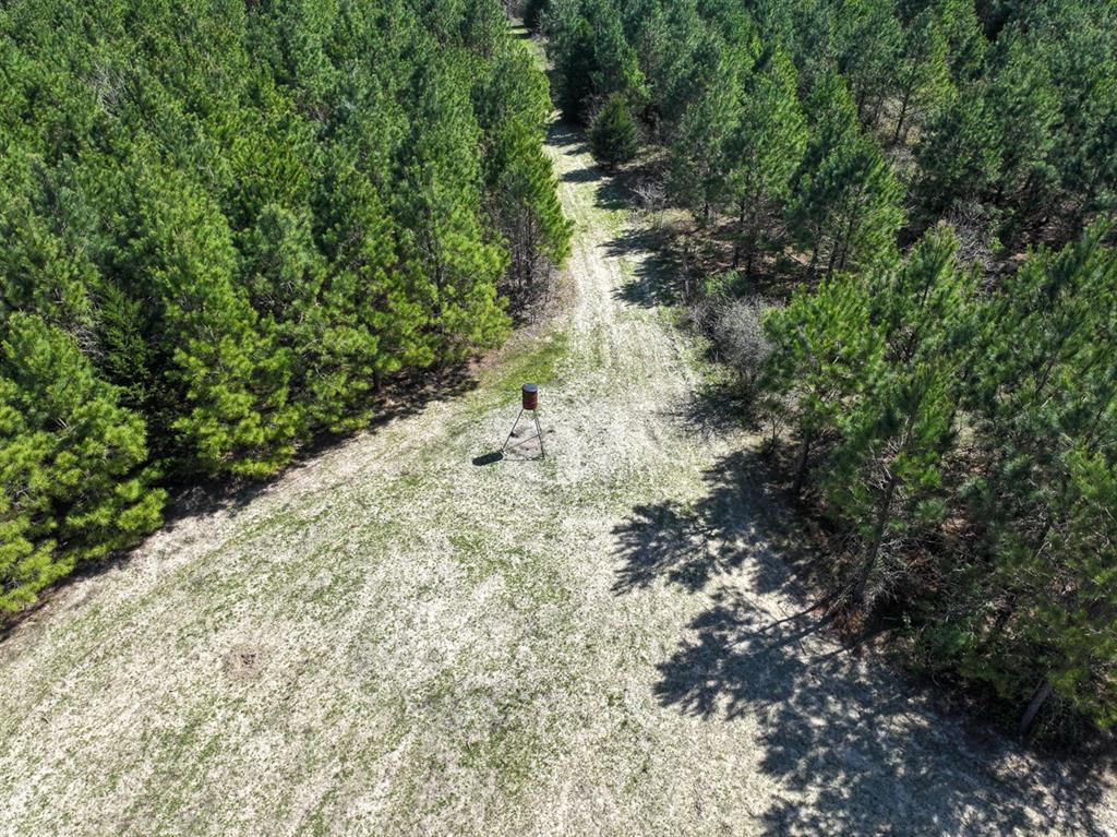 14 United Gas Road 1 Rodessa, LA 71069 - Photo 4 of 19 a close up of a plant in a garden