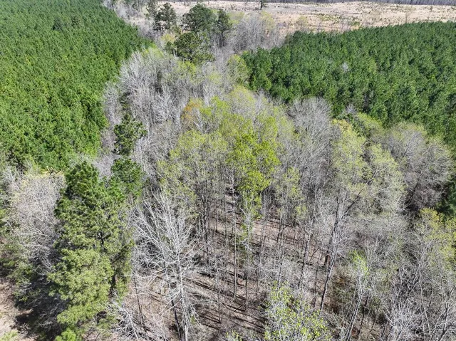 a view of a forest with a tree