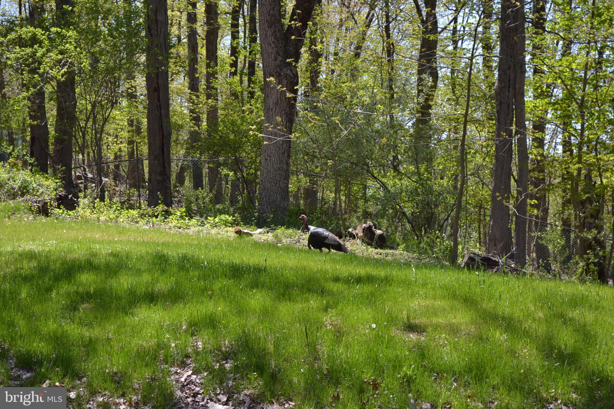 7201 Swagger Road New Hope, PA 18938 - Photo 27 of 33 Grass Good for Adirondack Chairs