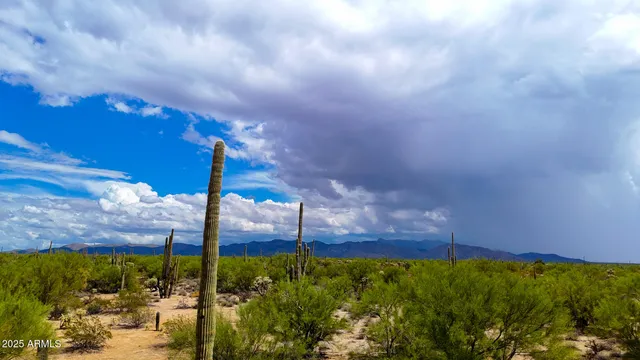 a view of a lot of trees & house in the background