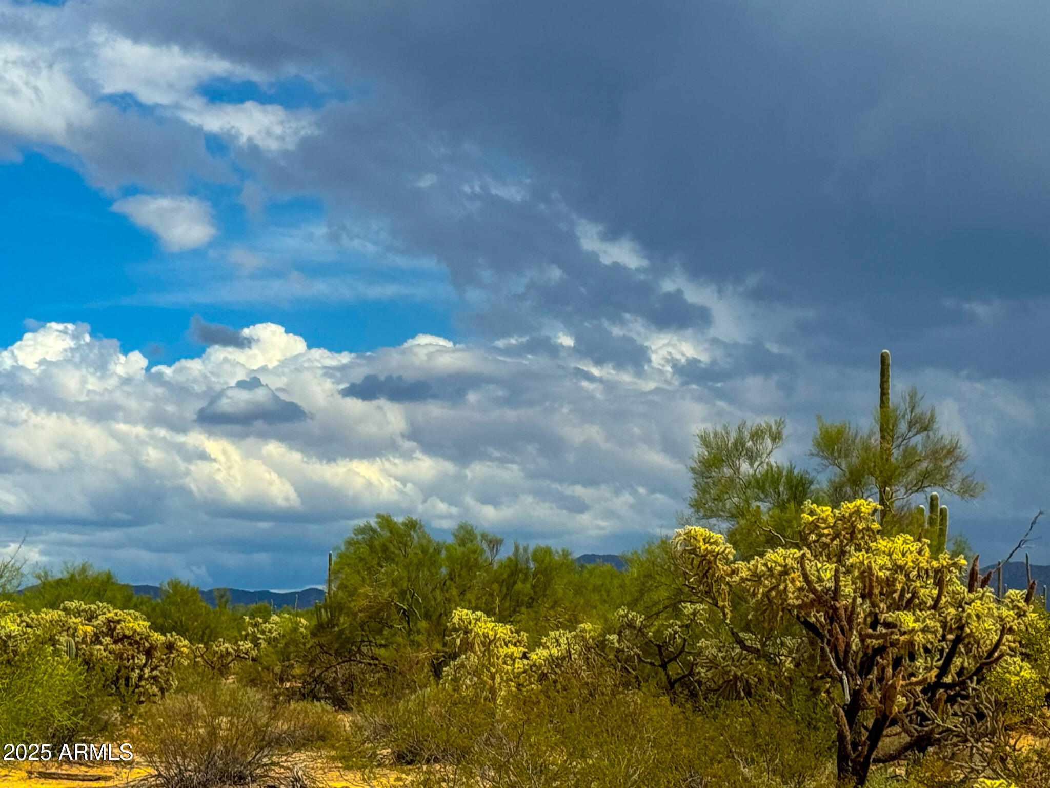 0 South Twin Hawk Lane Marana, AZ 85658 - Photo 8 of 28 a view of a bunch of flowers and trees