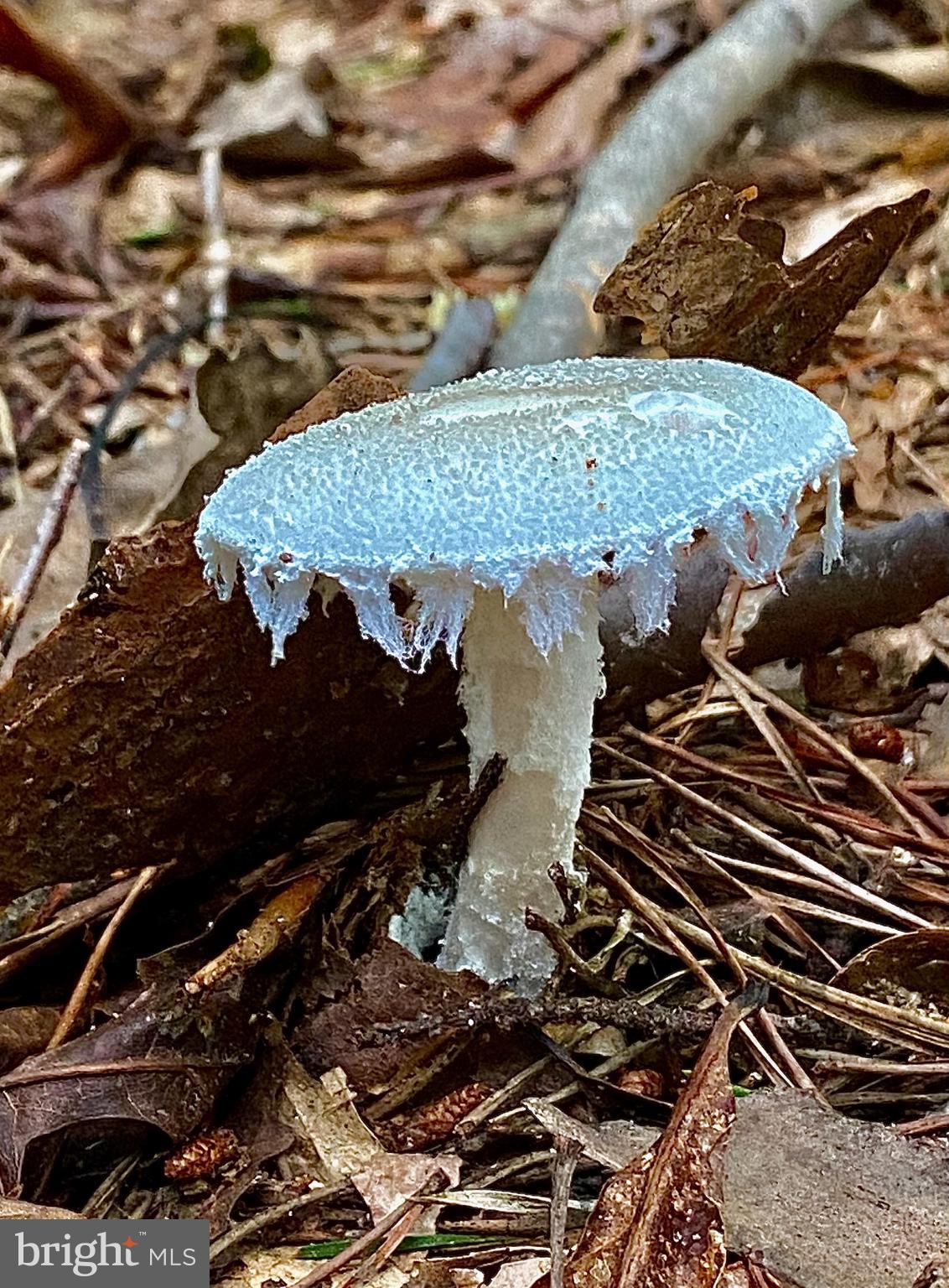 4601 South Blue Ridge Turnpike Rochelle, VA 22738 - Photo 42 of 49