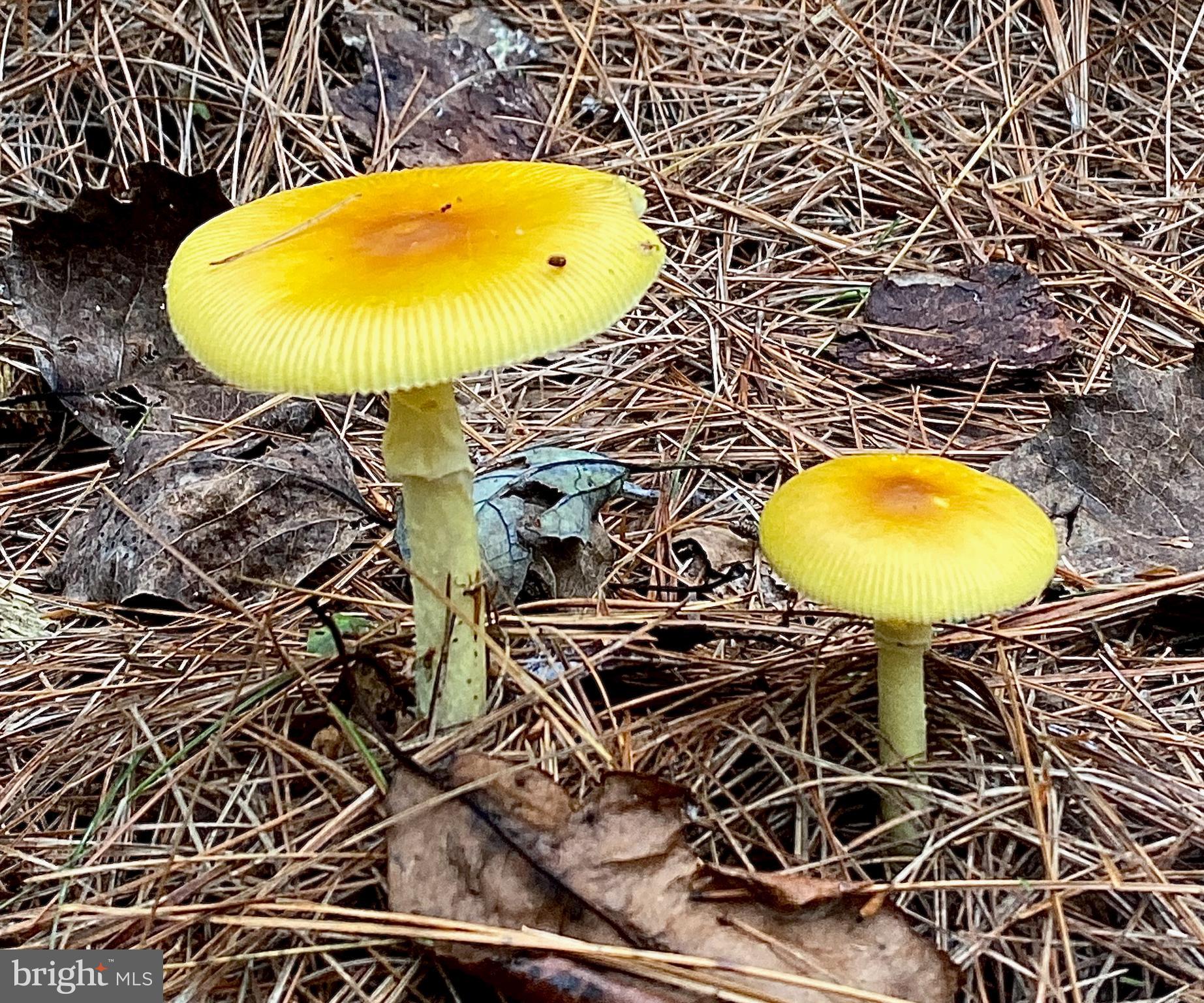 4601 South Blue Ridge Turnpike Rochelle, VA 22738 - Photo 43 of 49