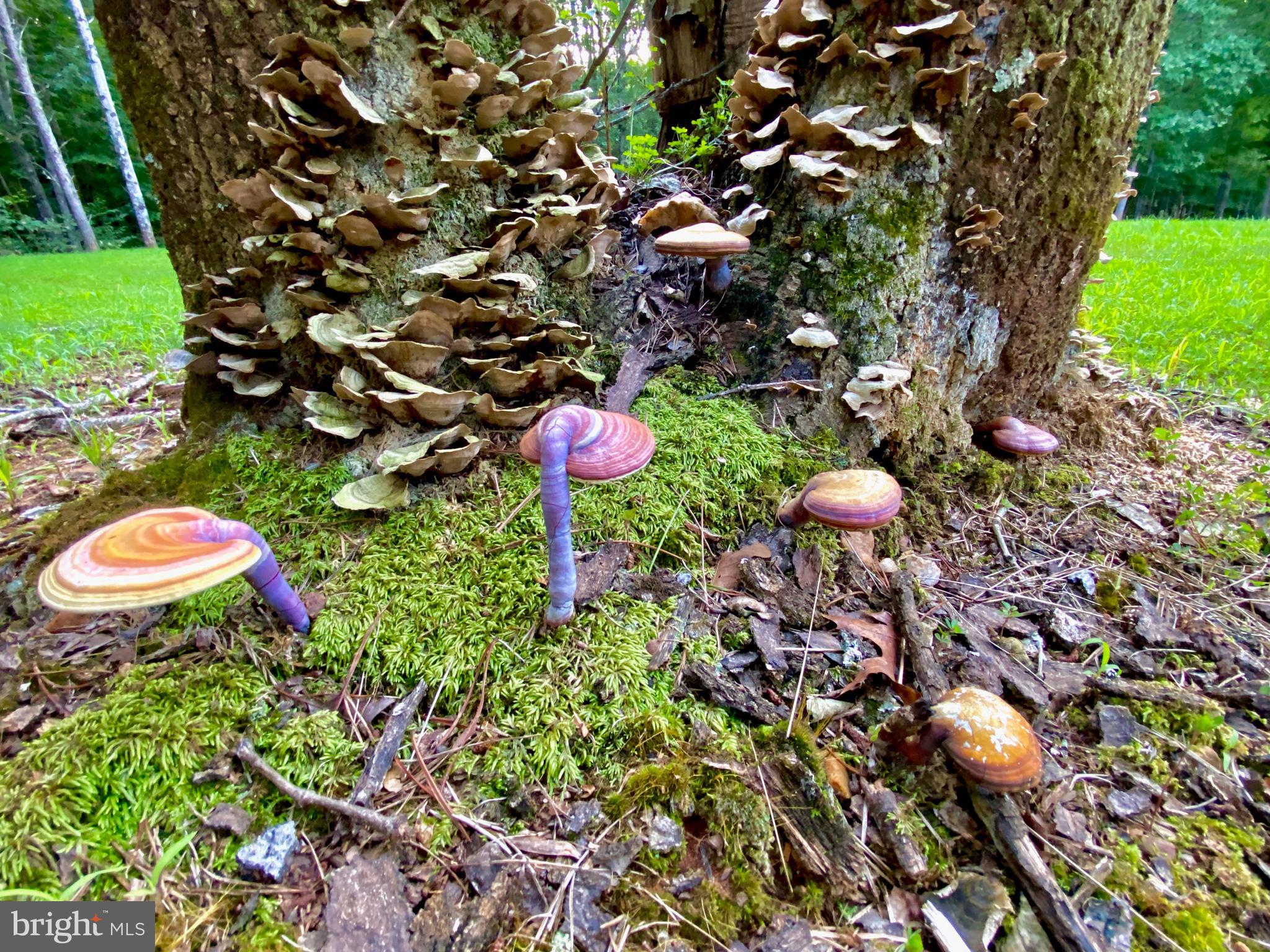 4601 South Blue Ridge Turnpike Rochelle, VA 22738 - Photo 44 of 49