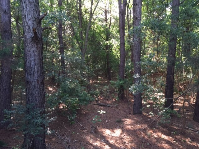 0 Rolling Meadows Drive Ridgeland, MS 39157 - Photo 3 of 3 Photo 3