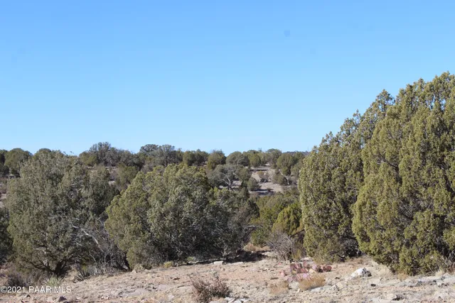 a view of a dry yard with trees in the background