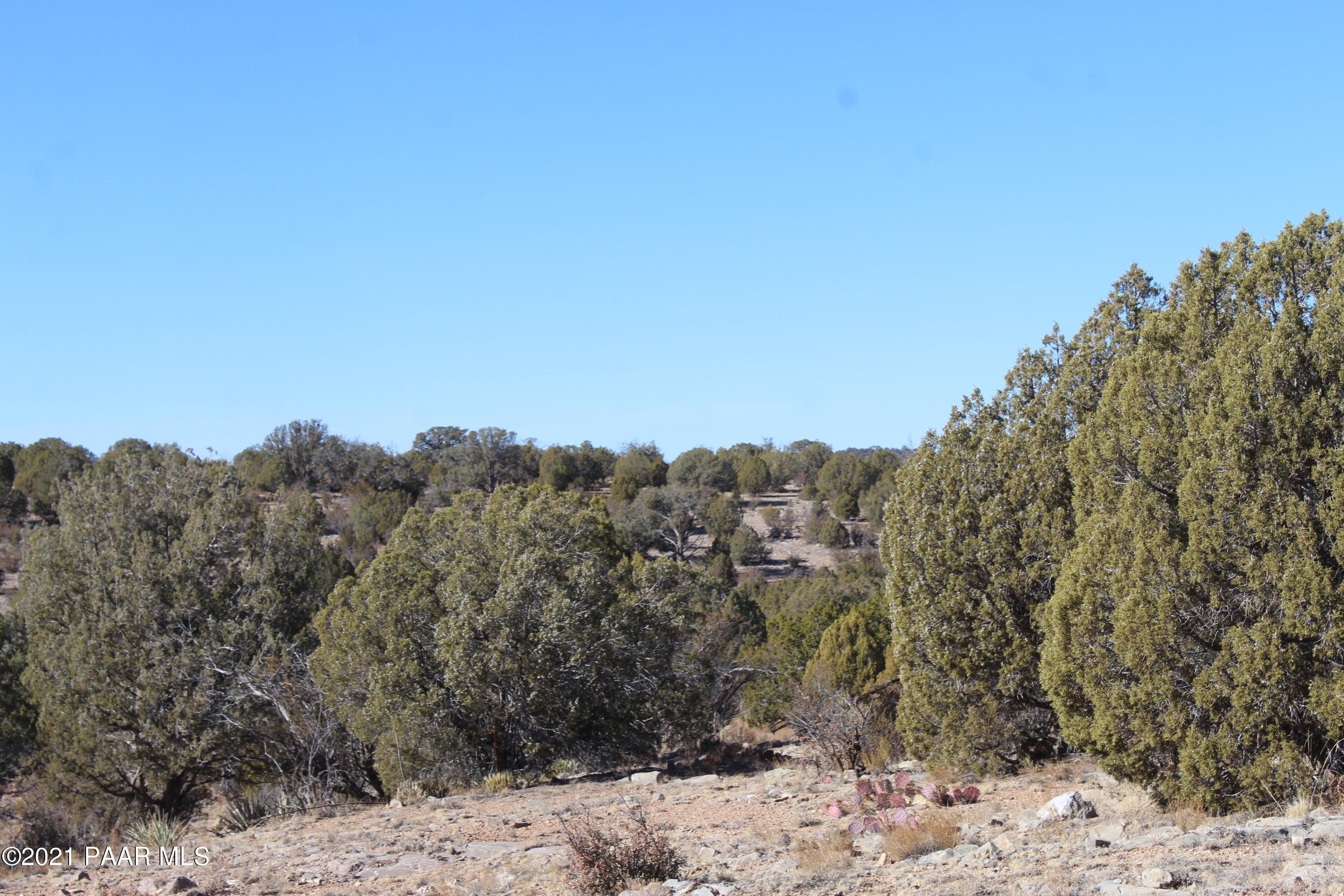a view of a dry yard with trees in the background