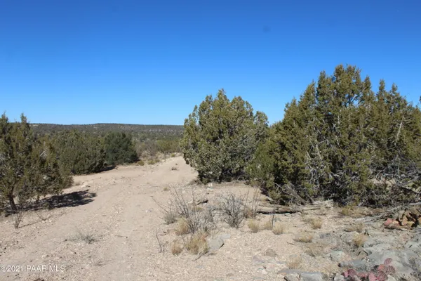 a view of a dry yard with trees