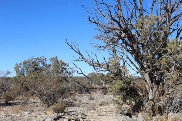 a view of a dry yard covered with fog