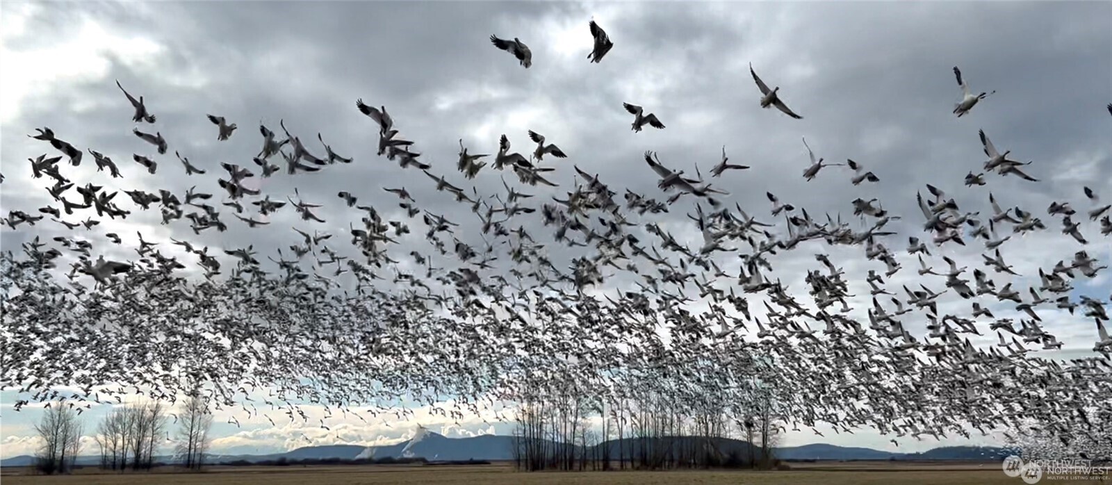 4869 Mercer Road Bow, WA 98232 - Photo 34 of 34 a view of a bunch of trees with tree in back
