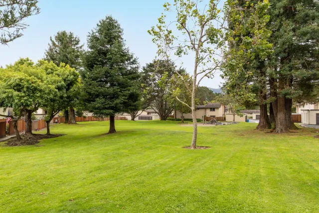 a view of a park with large trees