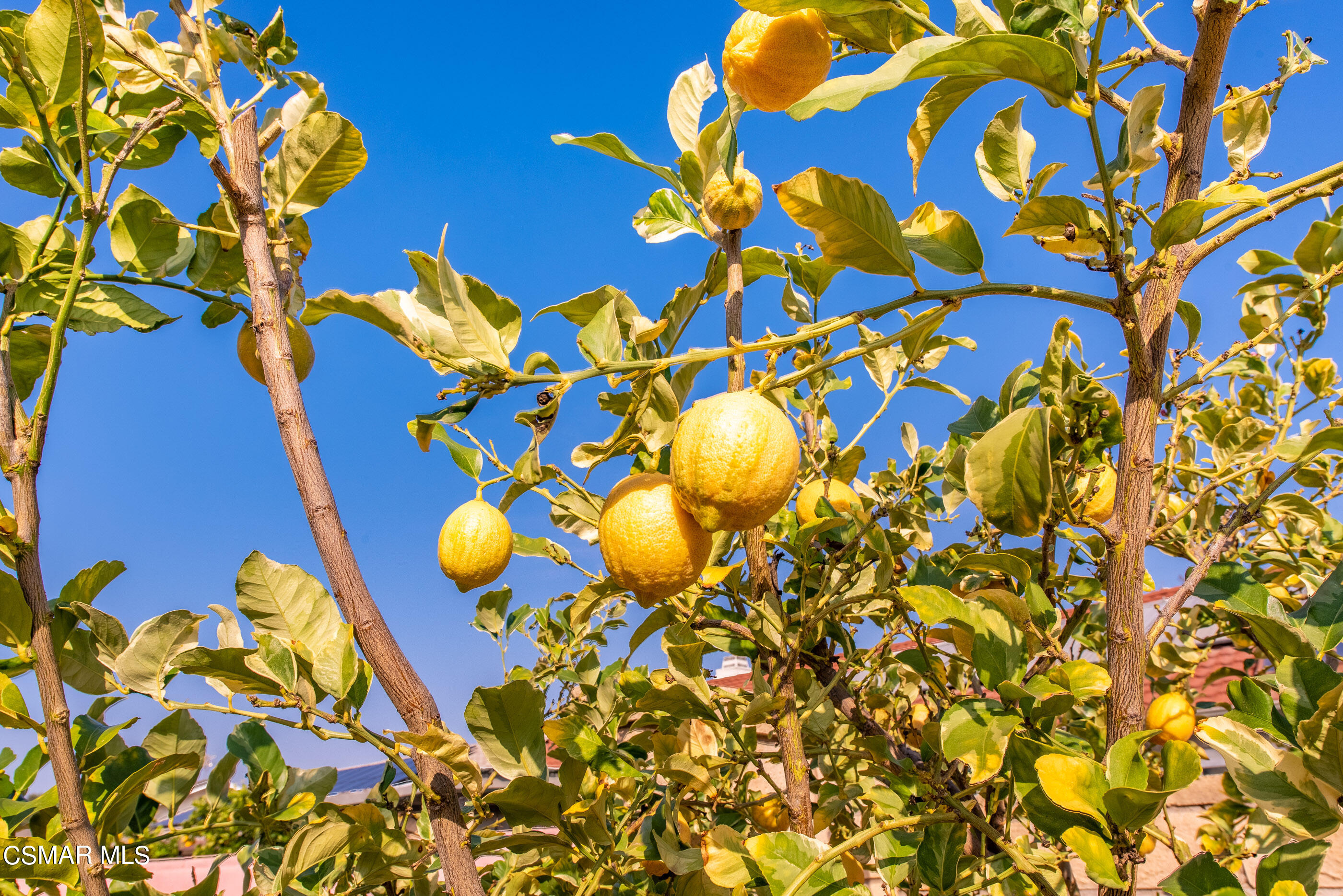5641 Daisy Street Simi Valley, CA 93063 - Photo 39 of 49 Lemon Tree