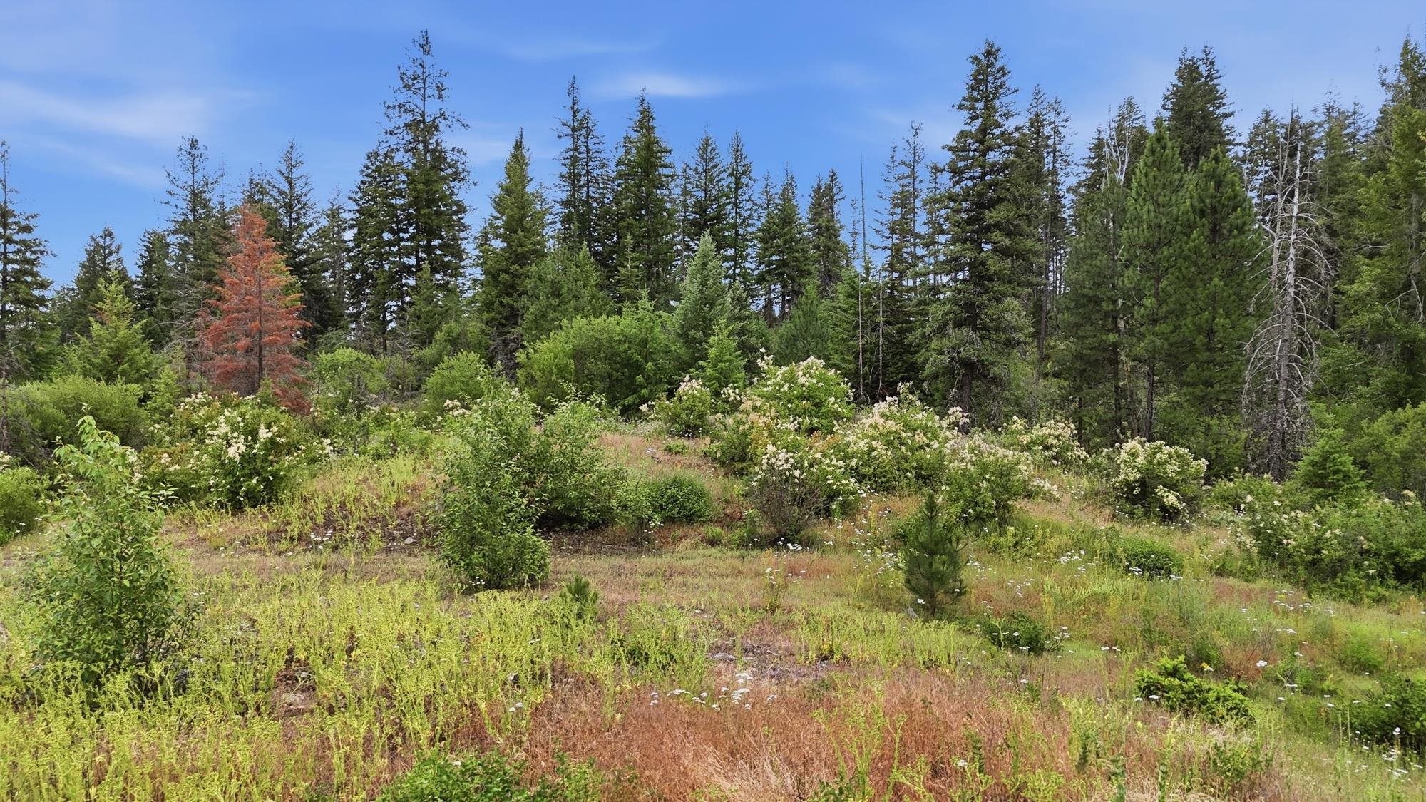 42700 North Hatch Road Deer Park, WA 99006 - Photo 10 of 16