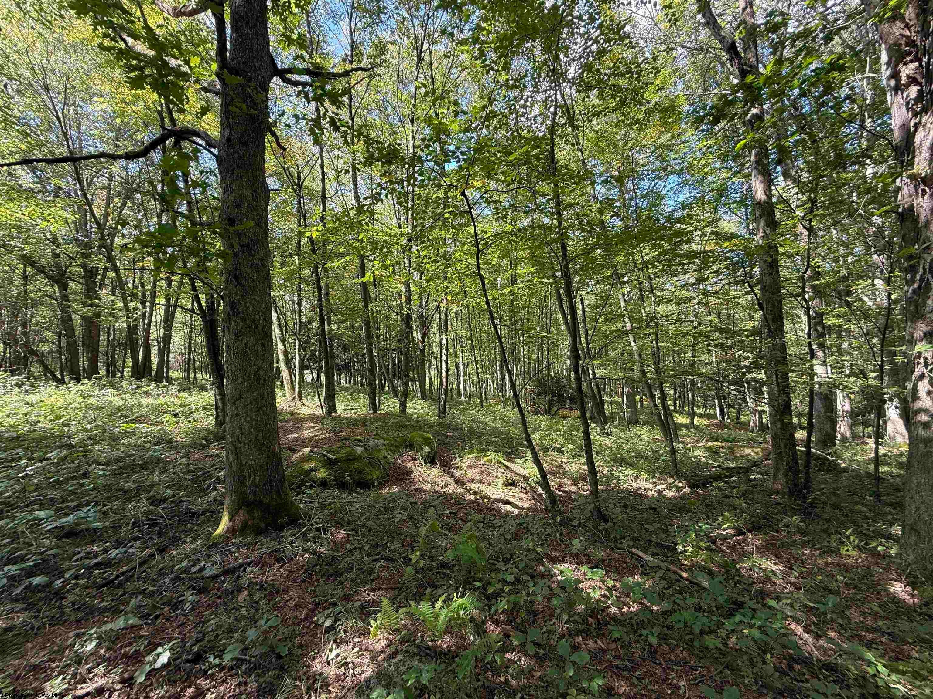 Lot 17 Spring Hill Albright, WV 26519 - Photo 21 of 24 Gallery Image 21