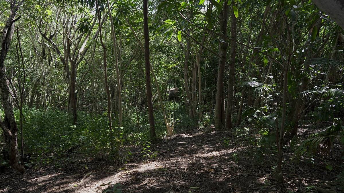 Kahumoku Road, Unit 6 Lihue, HI 96766 - Photo 14 of 18 a view of a forest with trees in the background
