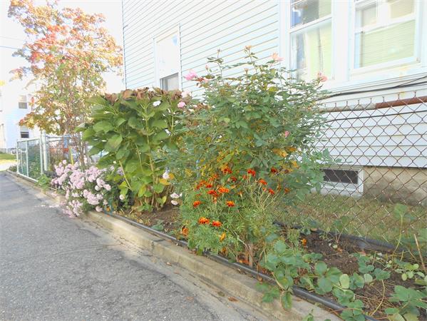 38-40 Jenness Street Springfield, MA 01104 - Photo 21 of 21 a plant that is sitting in front of a house