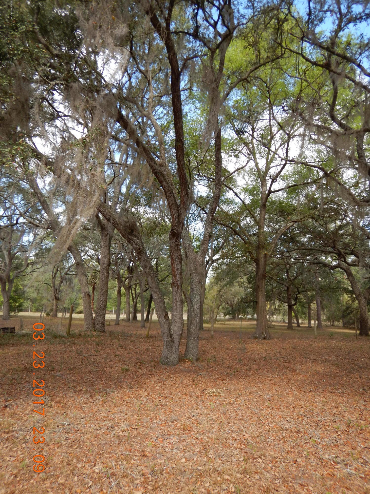 125 Spooner Road Hawthorne, FL 32640 - Photo 27 of 27 DSCN0909