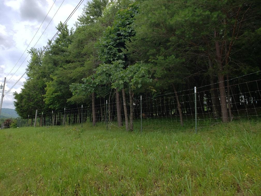 940 Herman Smith Road Pikeville, TN 37367 - Photo 24 of 41 20200608_125810_resized