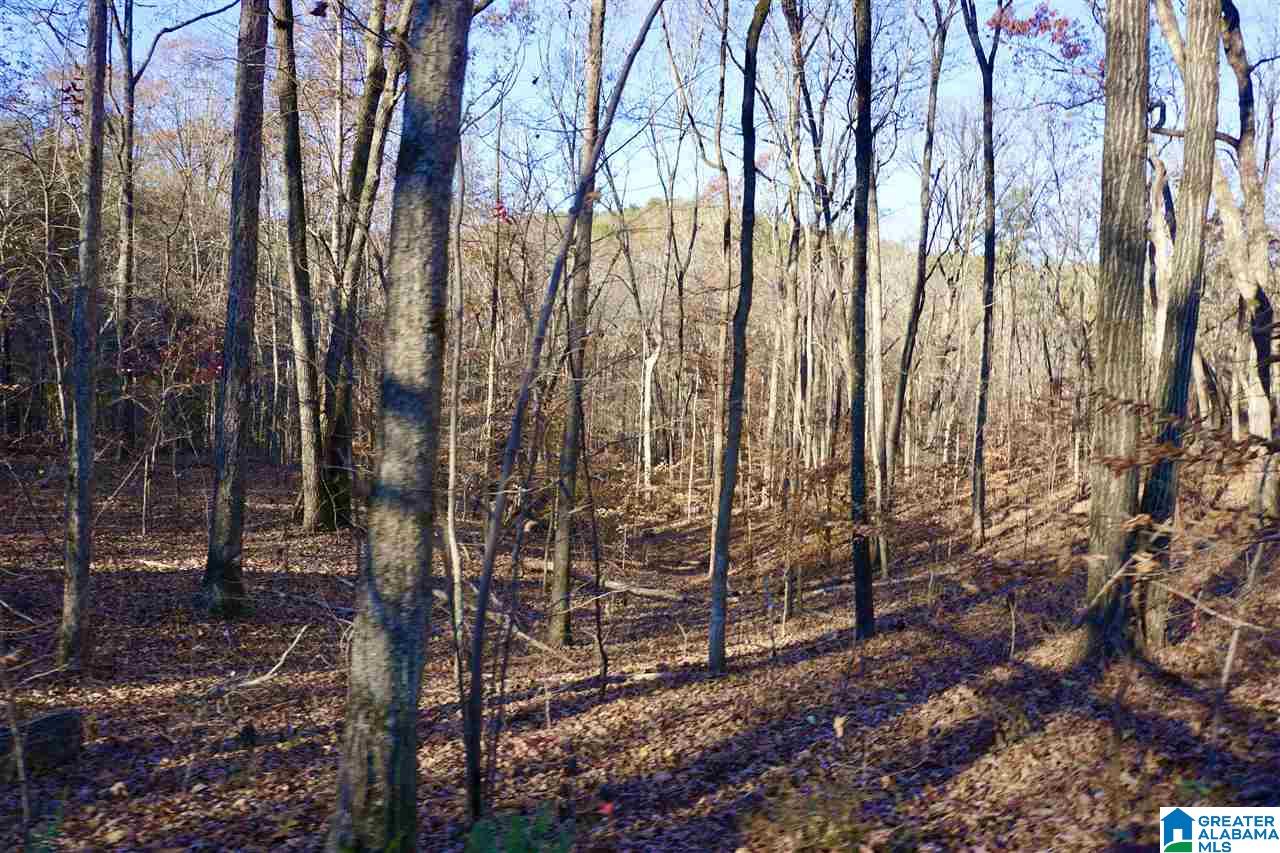0 Whites Gap Road Jacksonville, AL 36265 - Photo 25 of 31