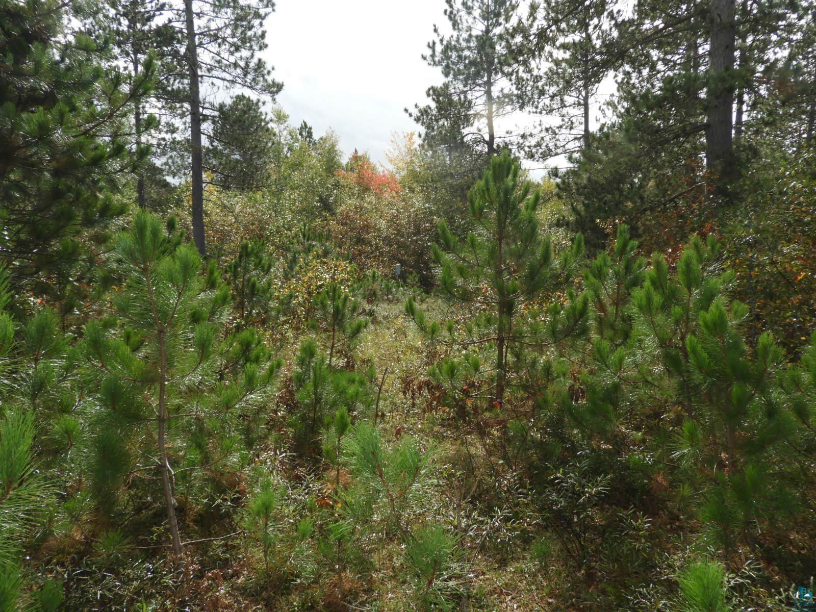 1765 East Wilderness Court Barnes, WI 54873 - Photo 7 of 10