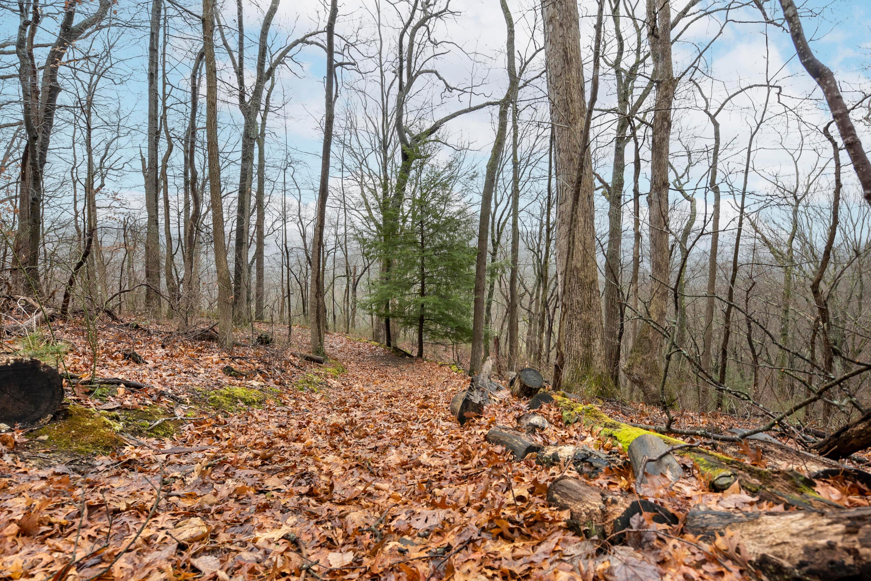 25823 Rockview Road Rockbridge, OH 43149 - Photo 51 of 75 Wooded Lot