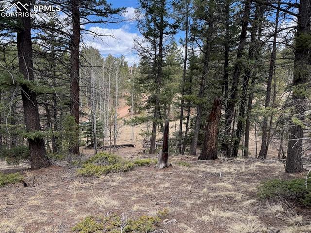 472 Pinewood Road Florissant, CO 80816 - Photo 2 of 7 View of local wilderness