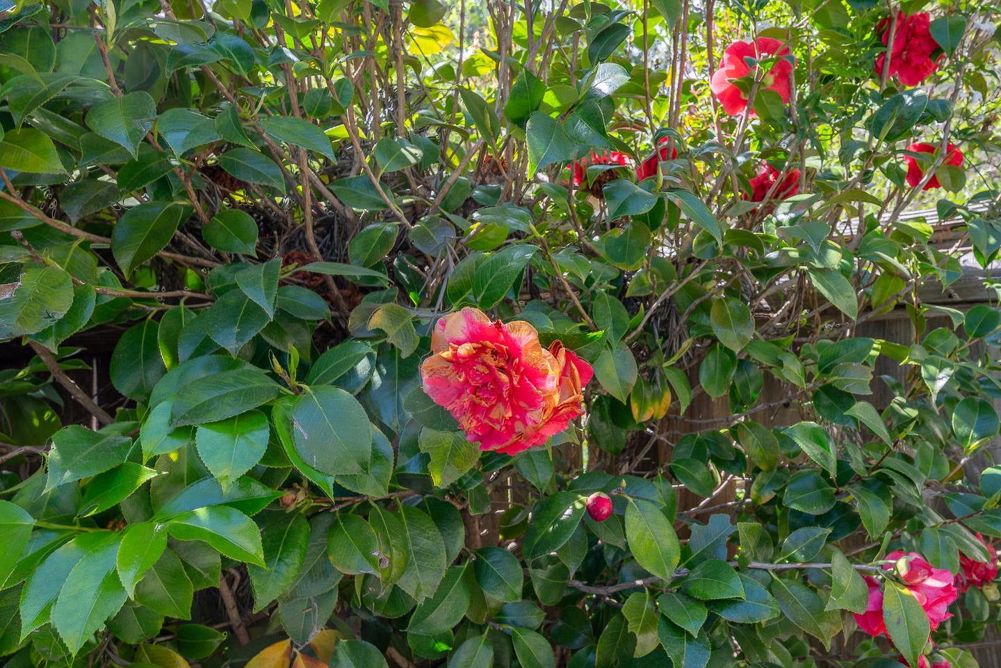 2895 Capitola Road Santa Cruz, CA 95062 - Photo 9 of 29 Gallery Image 9