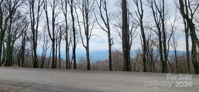 a view of a forest with a tree