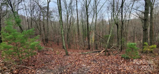 a view of a backyard with trees