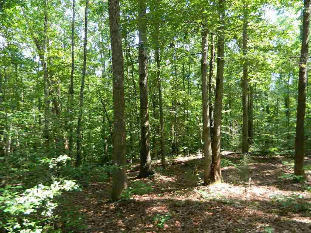 0 Holly Hayes Road Lexington, TN 38351 - Photo 4 of 8 Photo 4