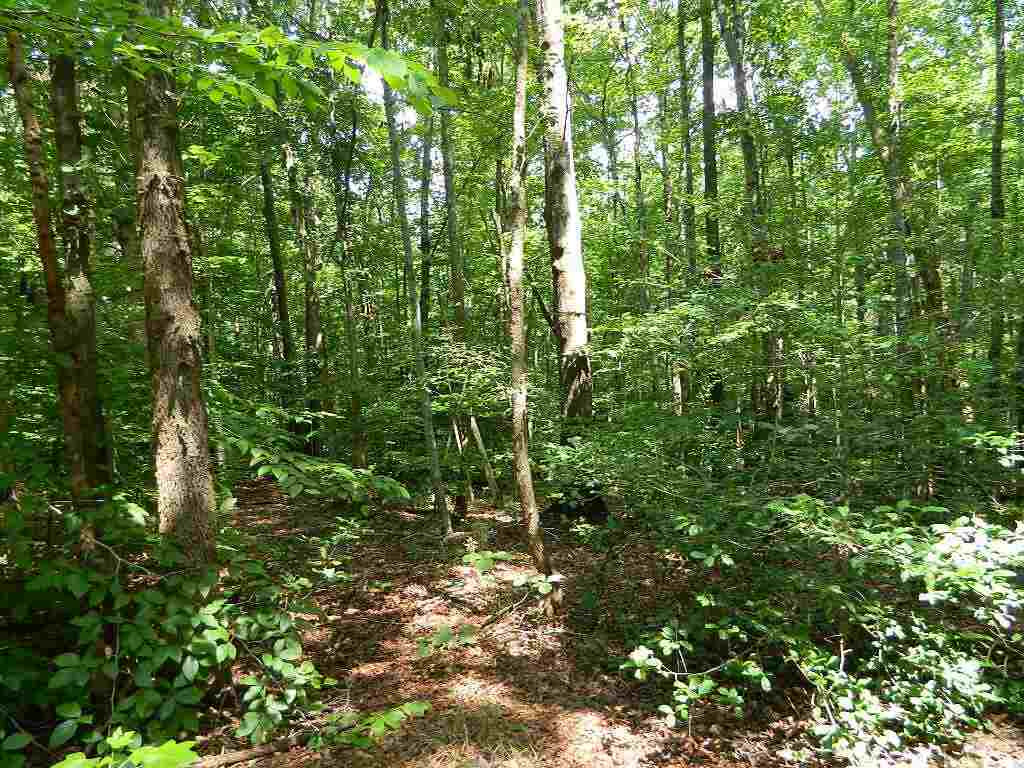 0 Holly Hayes Road Lexington, TN 38351 - Photo 5 of 8 Photo 5