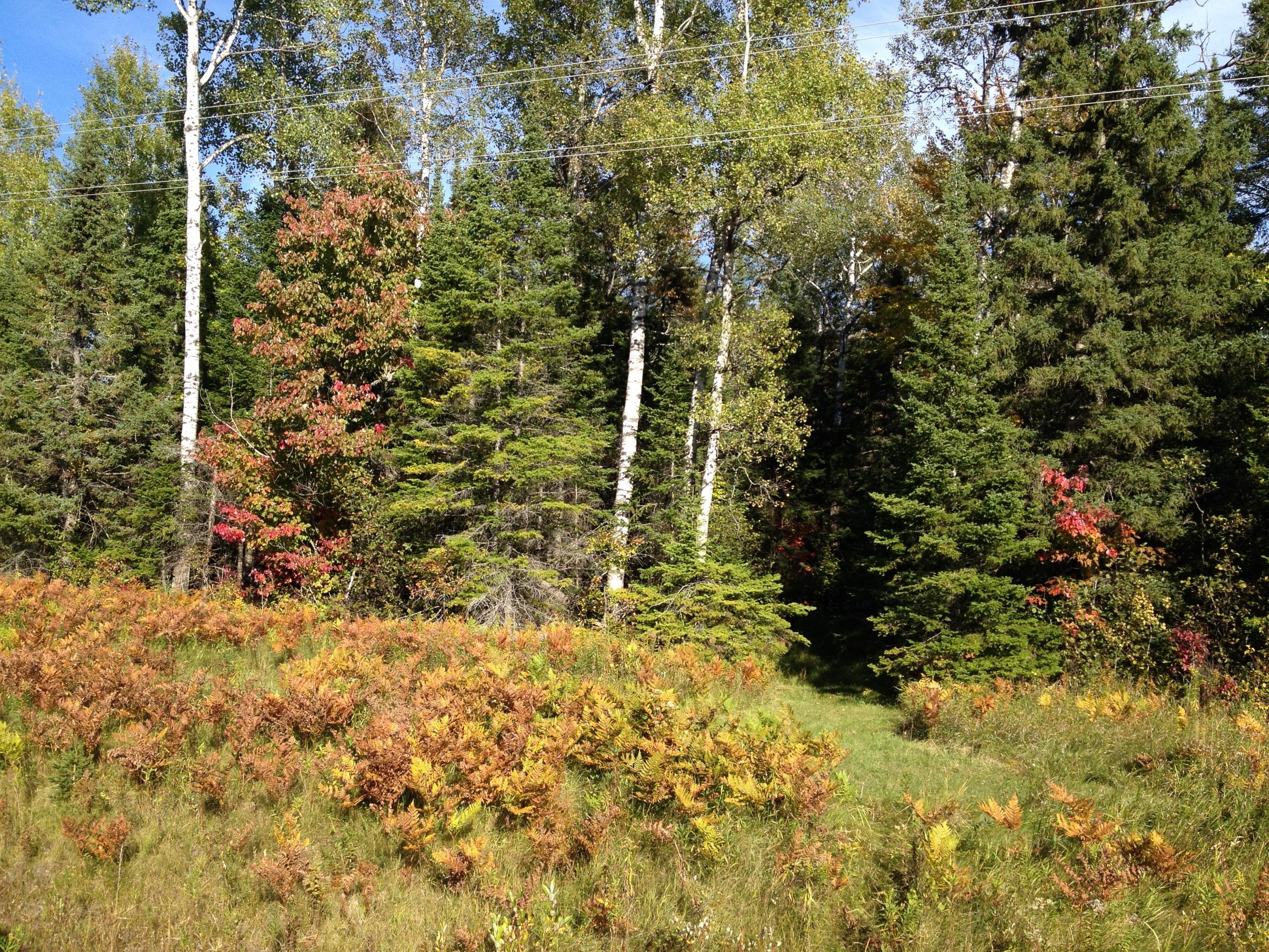 0 South Bound Road Brimley, MI 49715 - Photo 8 of 14 Gallery Image 8