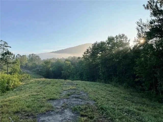 a view of a forest with a tree in the background