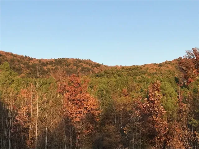 a view of a forest filled with trees