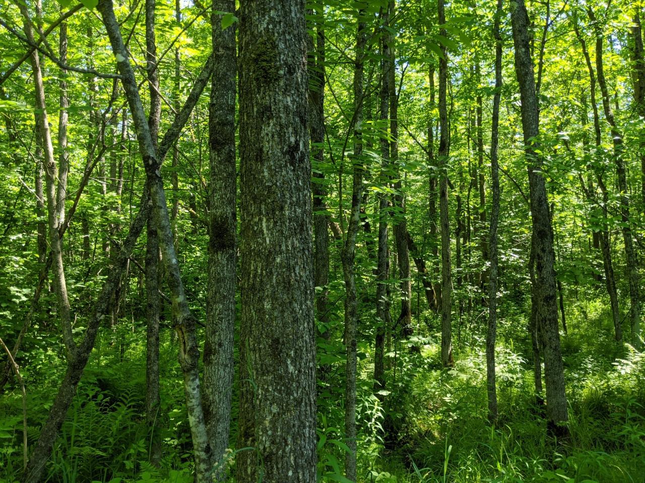N3962 Riley Road Kennan, WI 54537 - Photo 18 of 31 Gallery Image 18