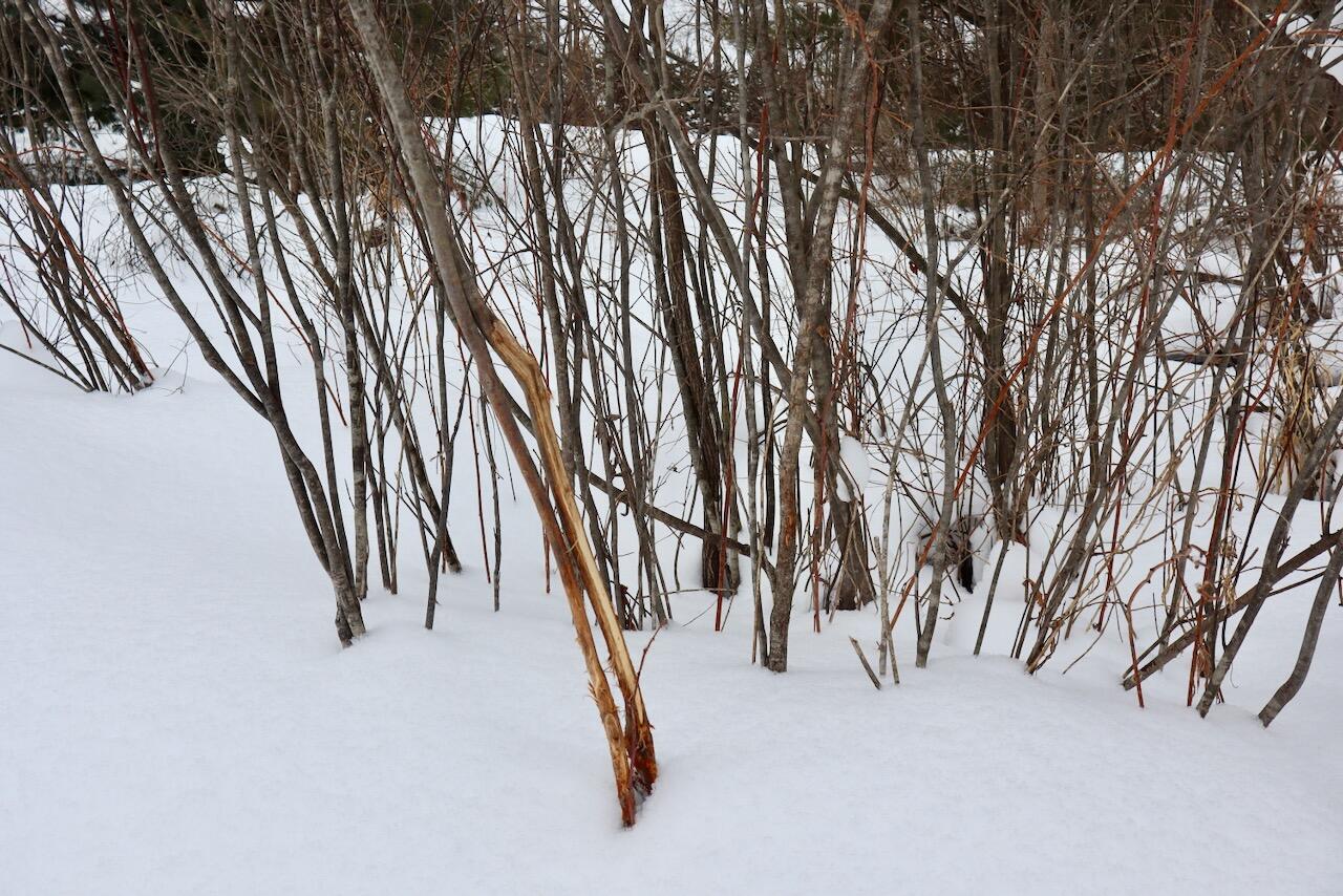 17 17 Mile Road Leroy, MI 49655 - Photo 33 of 62 028