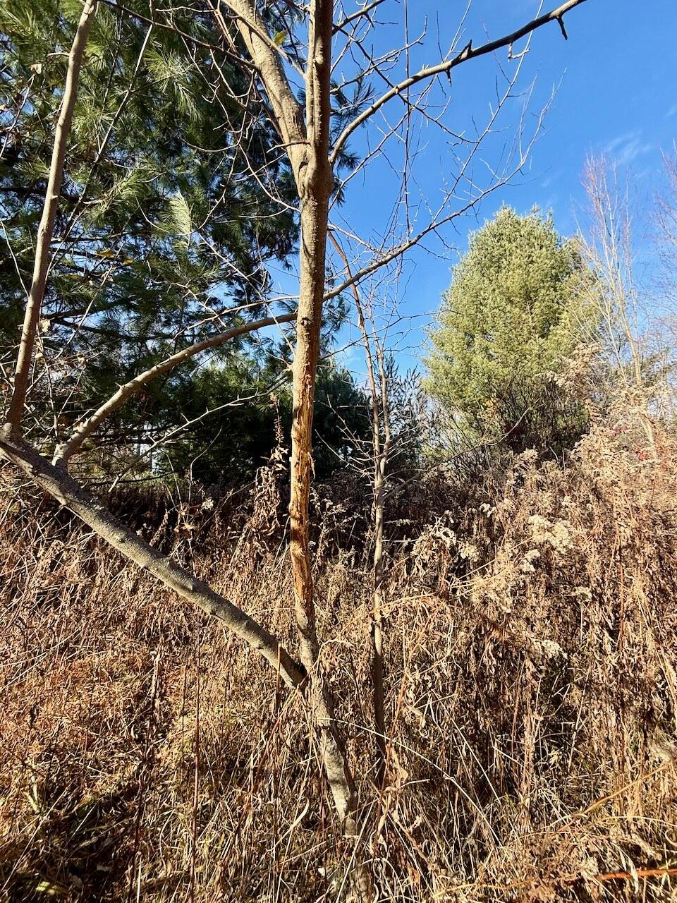 17 17 Mile Road Leroy, MI 49655 - Photo 35 of 62 030