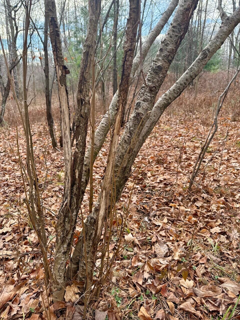 17 17 Mile Road Leroy, MI 49655 - Photo 5 of 62 004a