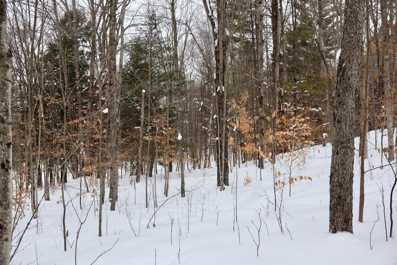 17 17 Mile Road Leroy, MI 49655 - Photo 59 of 62 054