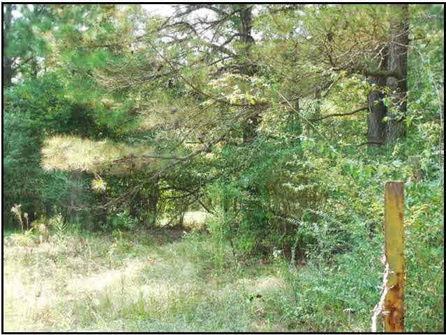 15 Walter Jones Road Mendenhall, MS 39111 - Photo 4 of 6 Photo 4