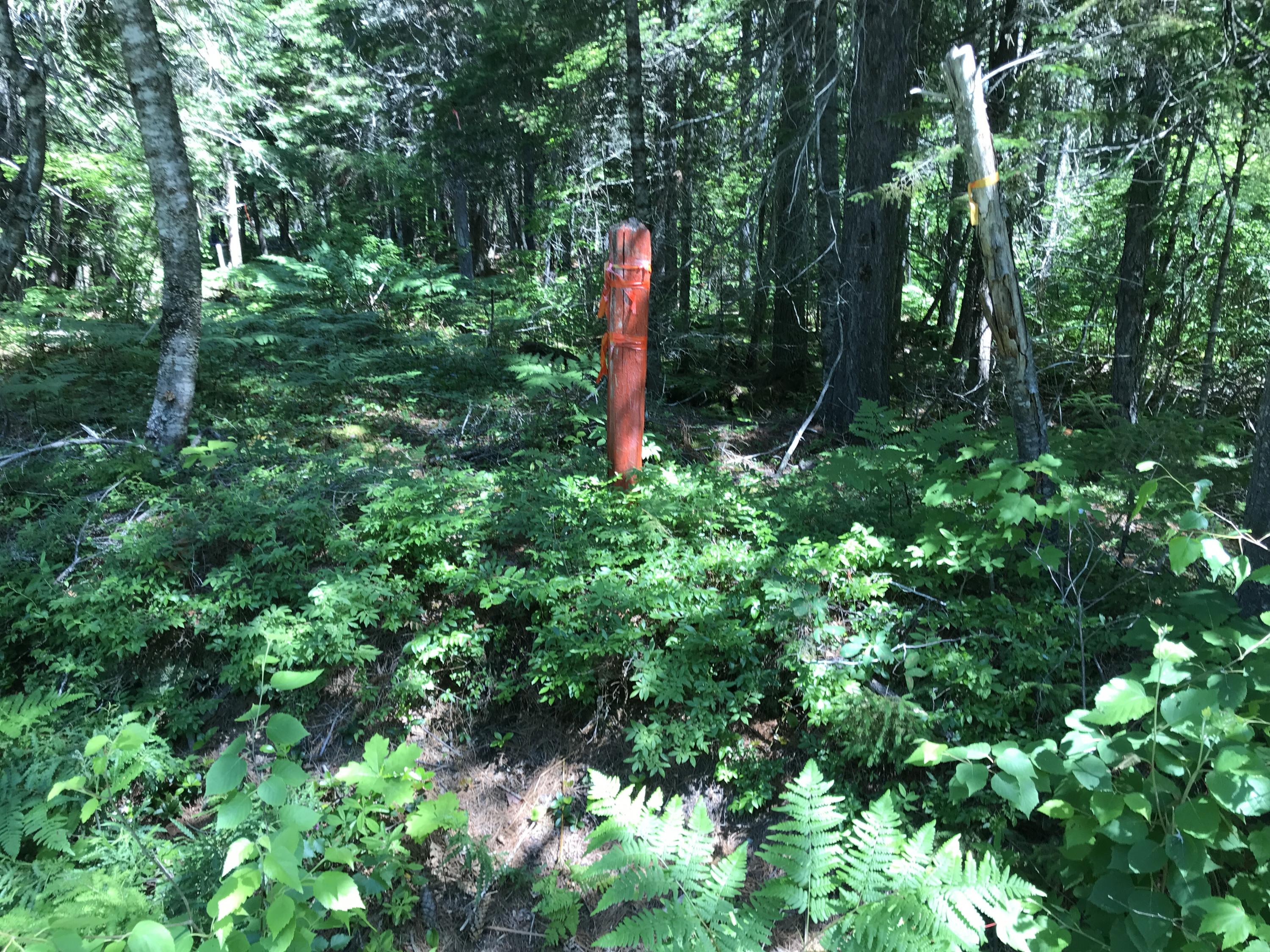 1422 Main Road Burlington, ME 04417 - Photo 14 of 16 2019-07-08 10.55.03