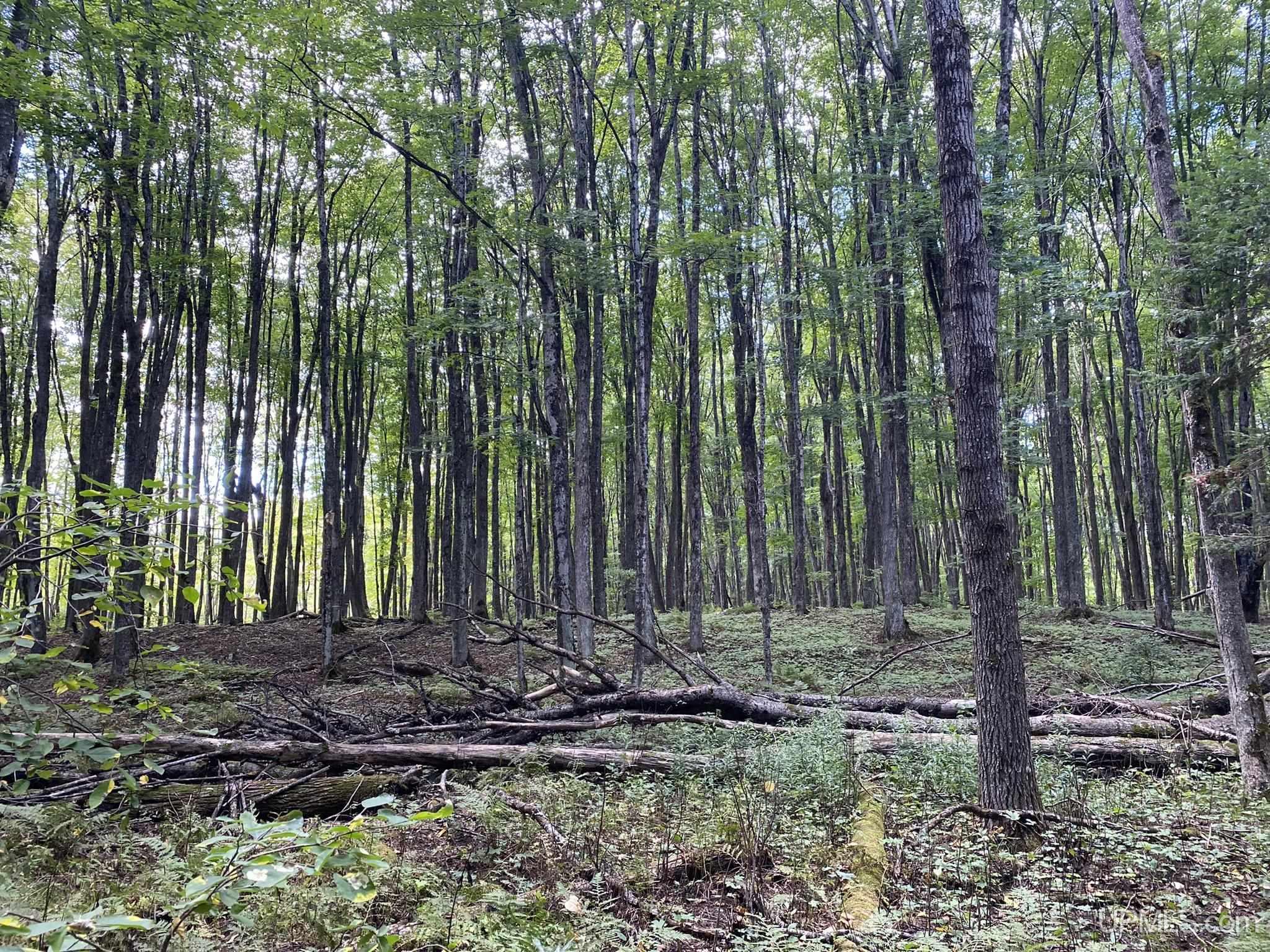 Tbd East Maple Ridge Road Rock, MI 49880 - Photo 6 of 7